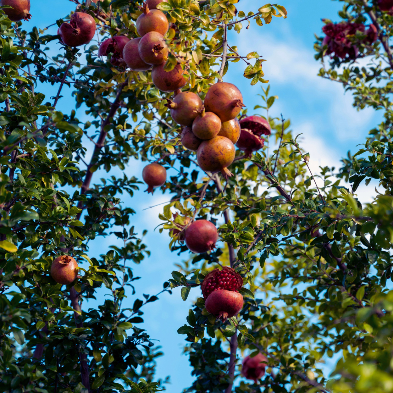 Pomegranate image 3